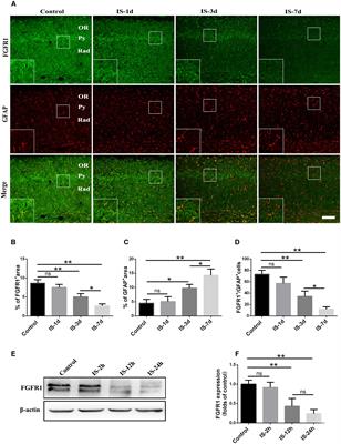 Inhibitive Effects of FGF2/FGFR1 Pathway on Astrocyte-Mediated Inflammation in vivo and in vitro After Infrasound Exposure